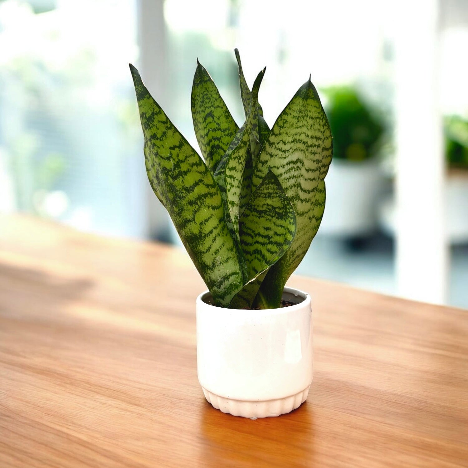 Sansevieria Trifasciata Zeylanica 'Compacta' 2pp – Secret Garden Plant Shop