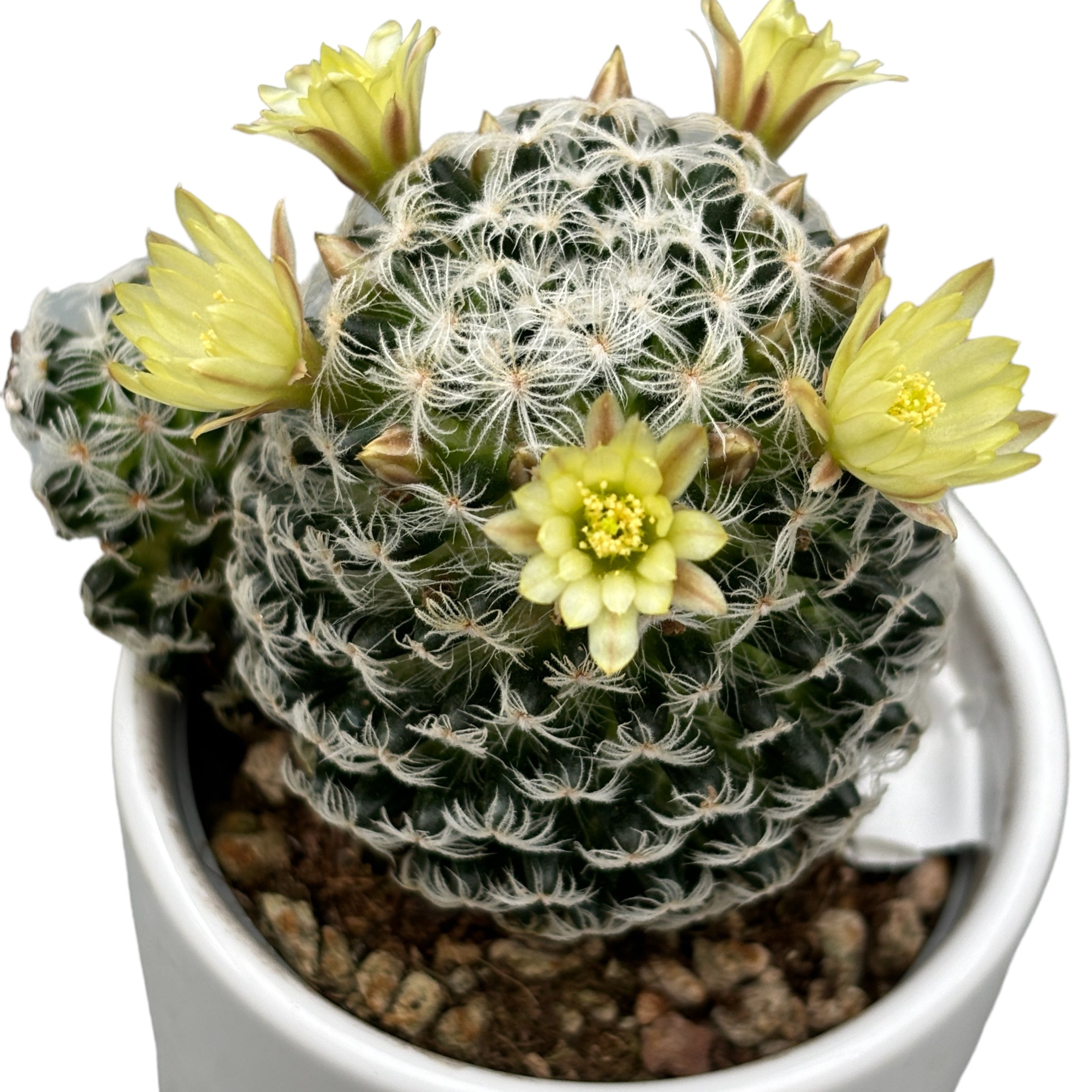 Mammillaria duwei – Secret Garden Plant Shop