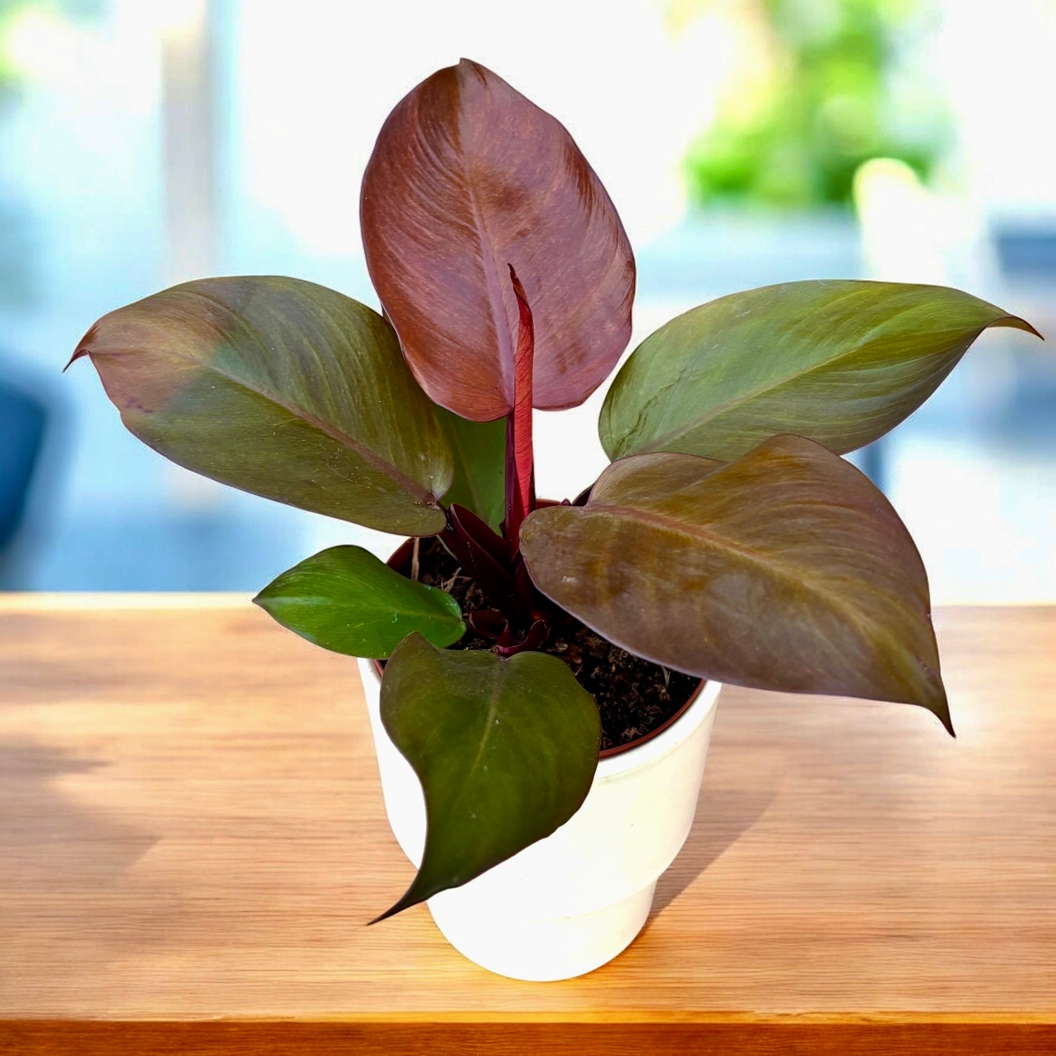 philodendron sun light Philodendron „Sunlight“ – lebendige Schönheit und pflegeleicht – Secret Garden Plant Shop