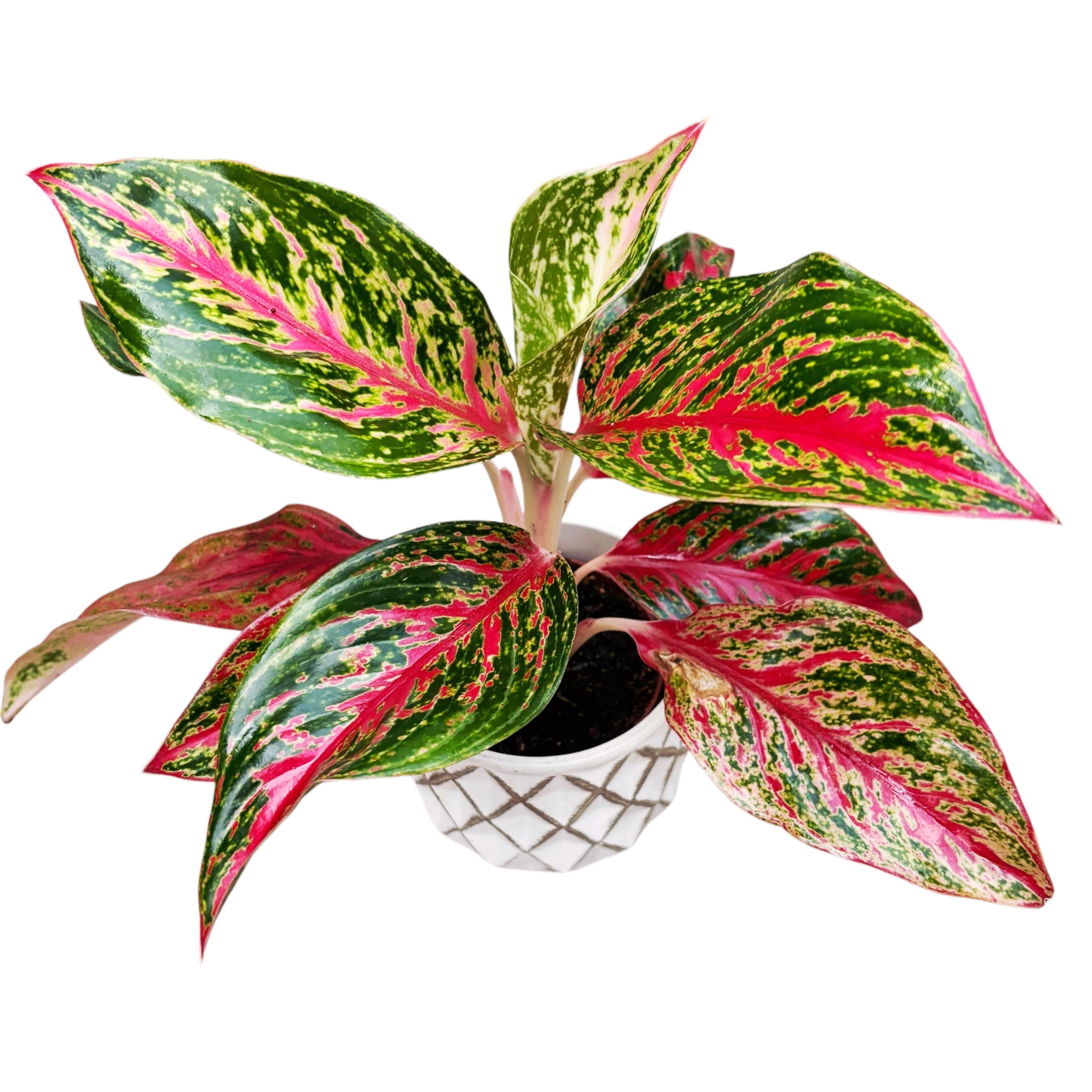 aglaonema pincut Aglaonema Pincut D9 – Secret Garden Plant Shop