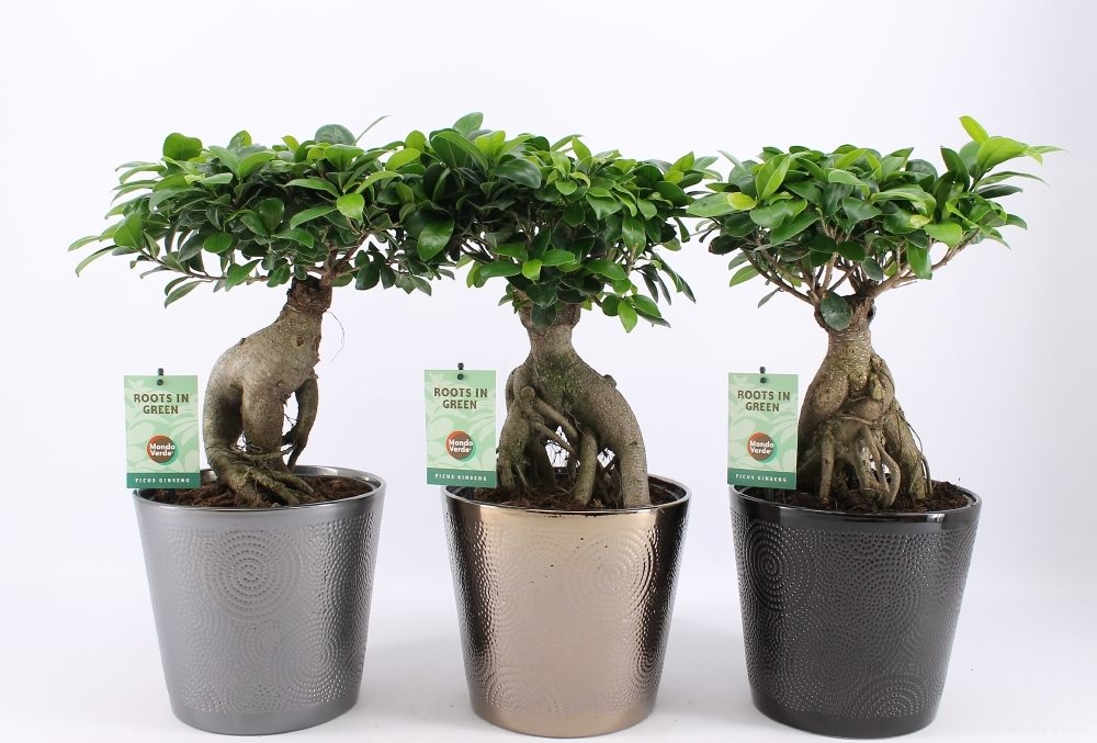 Bonsai Ficus Microcarpa Ginseng D19 - copacul vietii – Secret