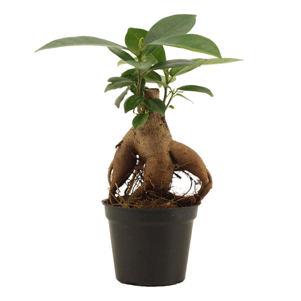 Bonsai - Ficus Microcarpa Ginseng mini