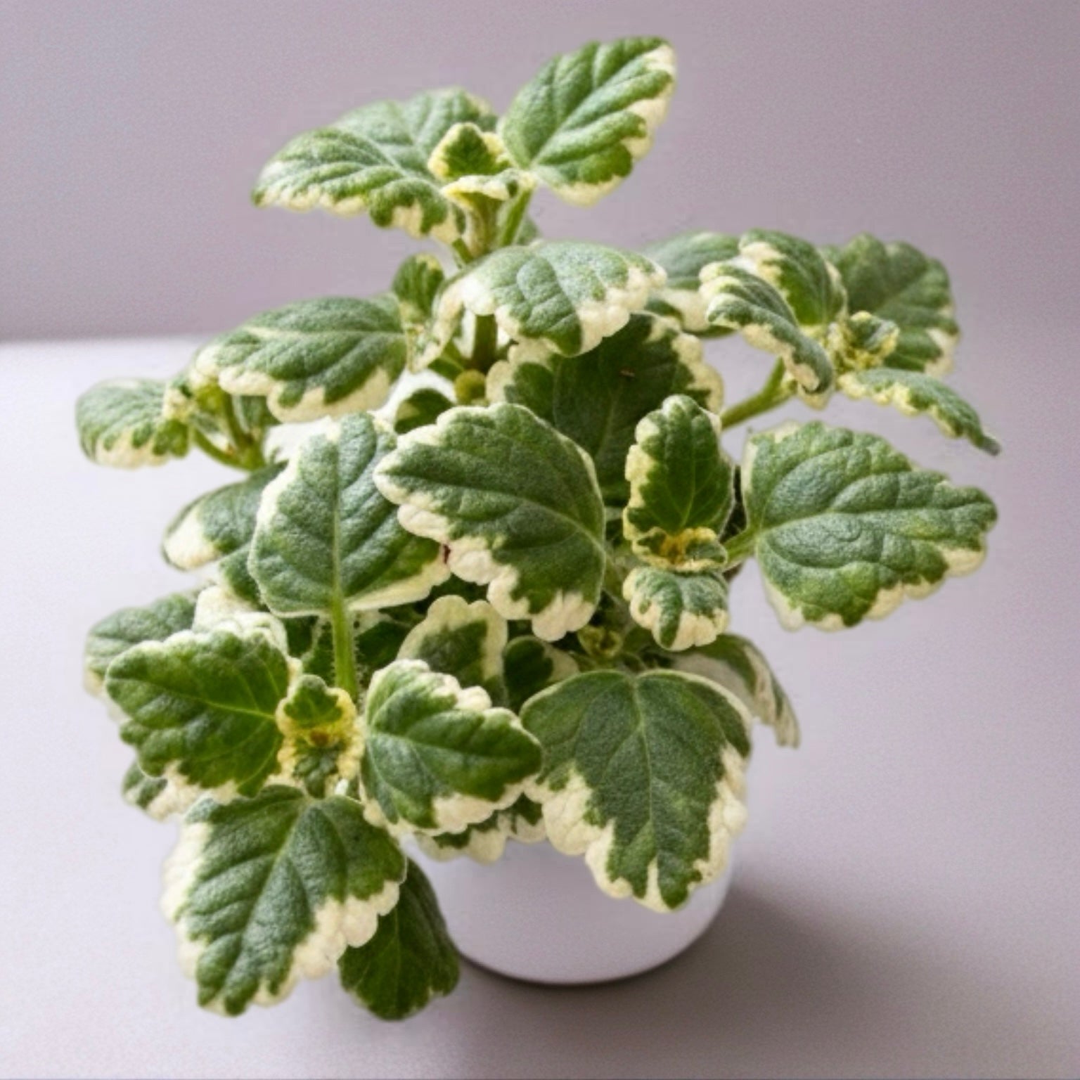 Plectranthus coleoides (Buntes Schwedisches Efeu)