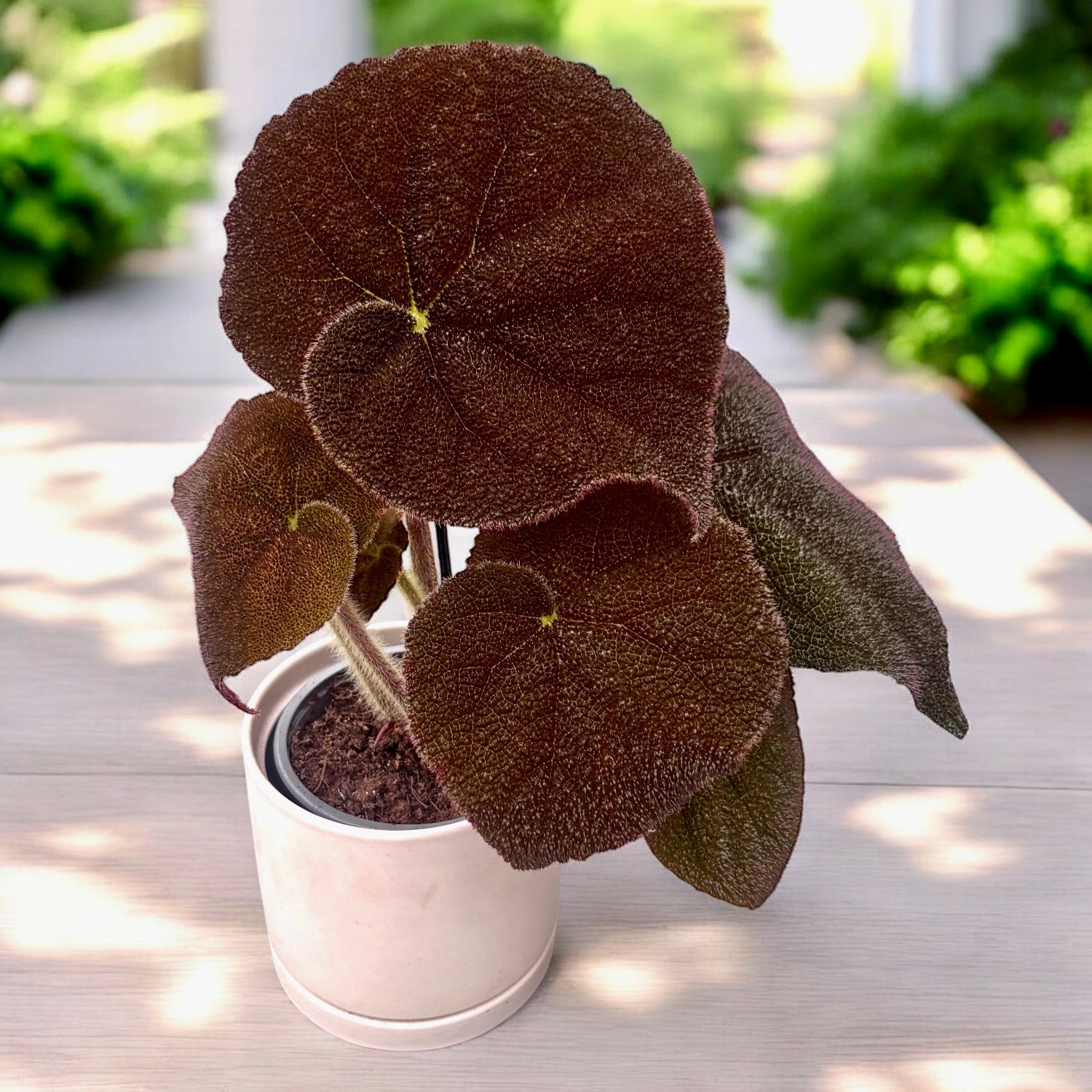 Begonie masoniana 'River' – Secret Garden Plant Shop