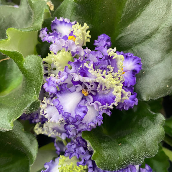 Curly Parma violets - Saintpaulia 'Curlies Ocean Fi'