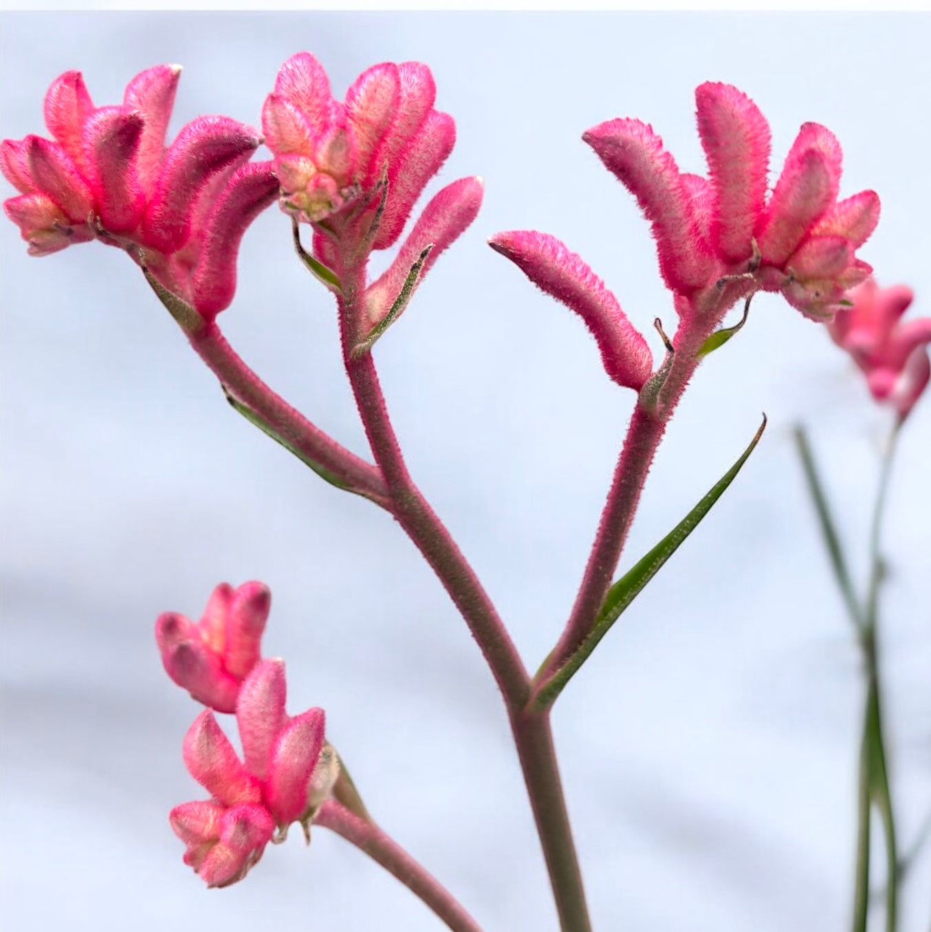 Anigozanthos Pink (Kangaroo Paw) – Secret Garden Plant Shop