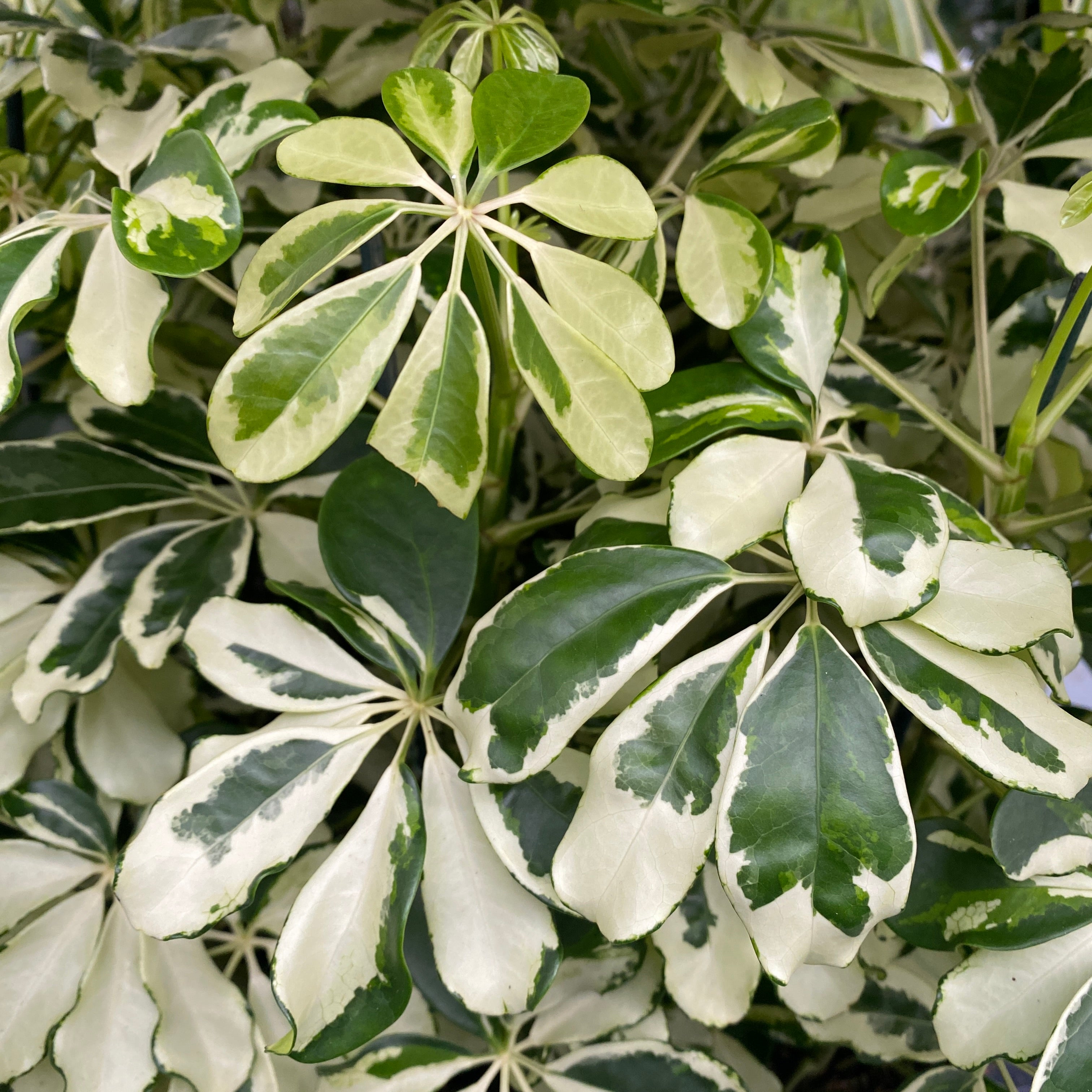 schefflera arboricola características Schefflera arboricola 'Charlotte' (Árbol paraguas) – Secret Garden Plant Shop