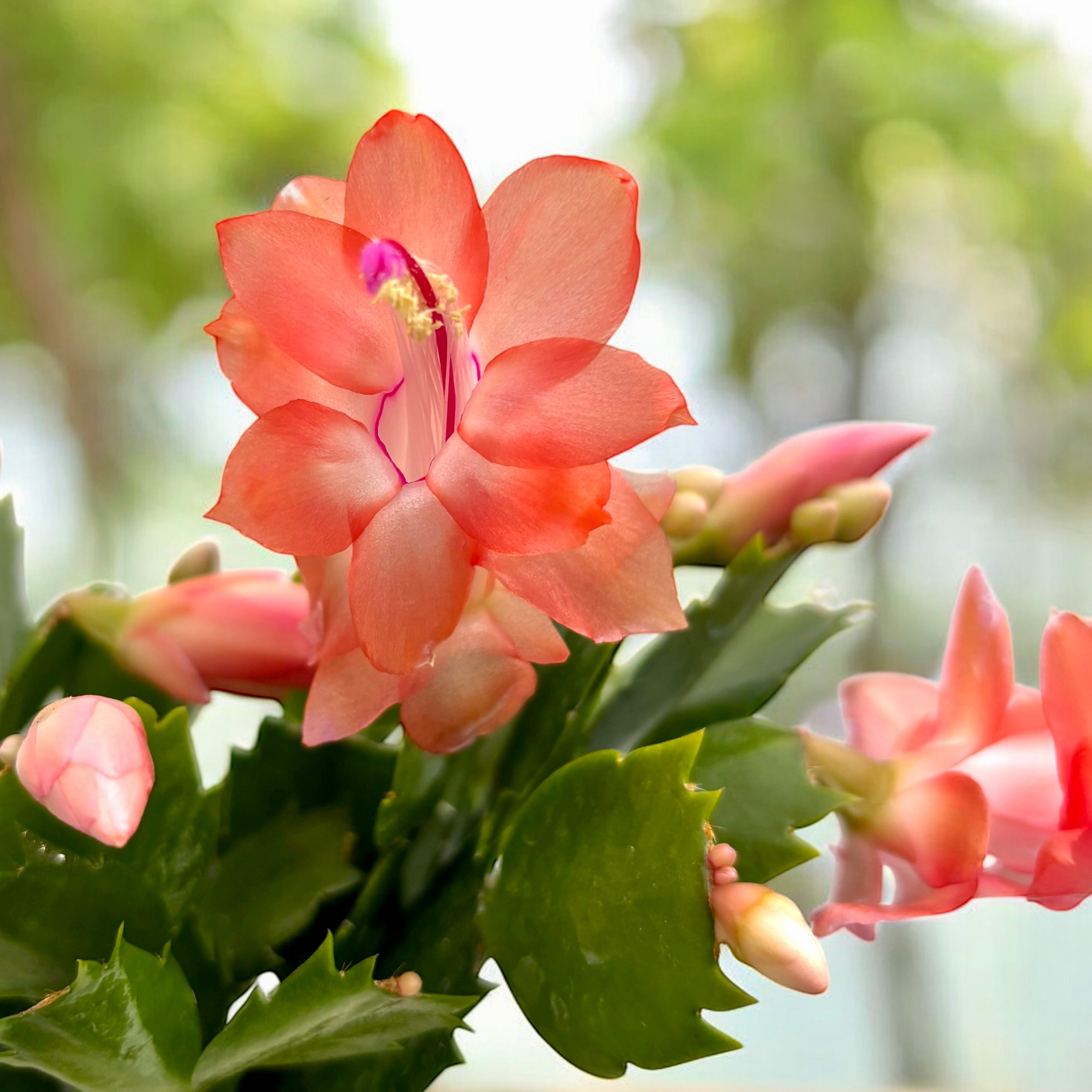 Schlumbergera 'Thor Freya' (Craciunita) 2pp – Secret Garden Plant Shop