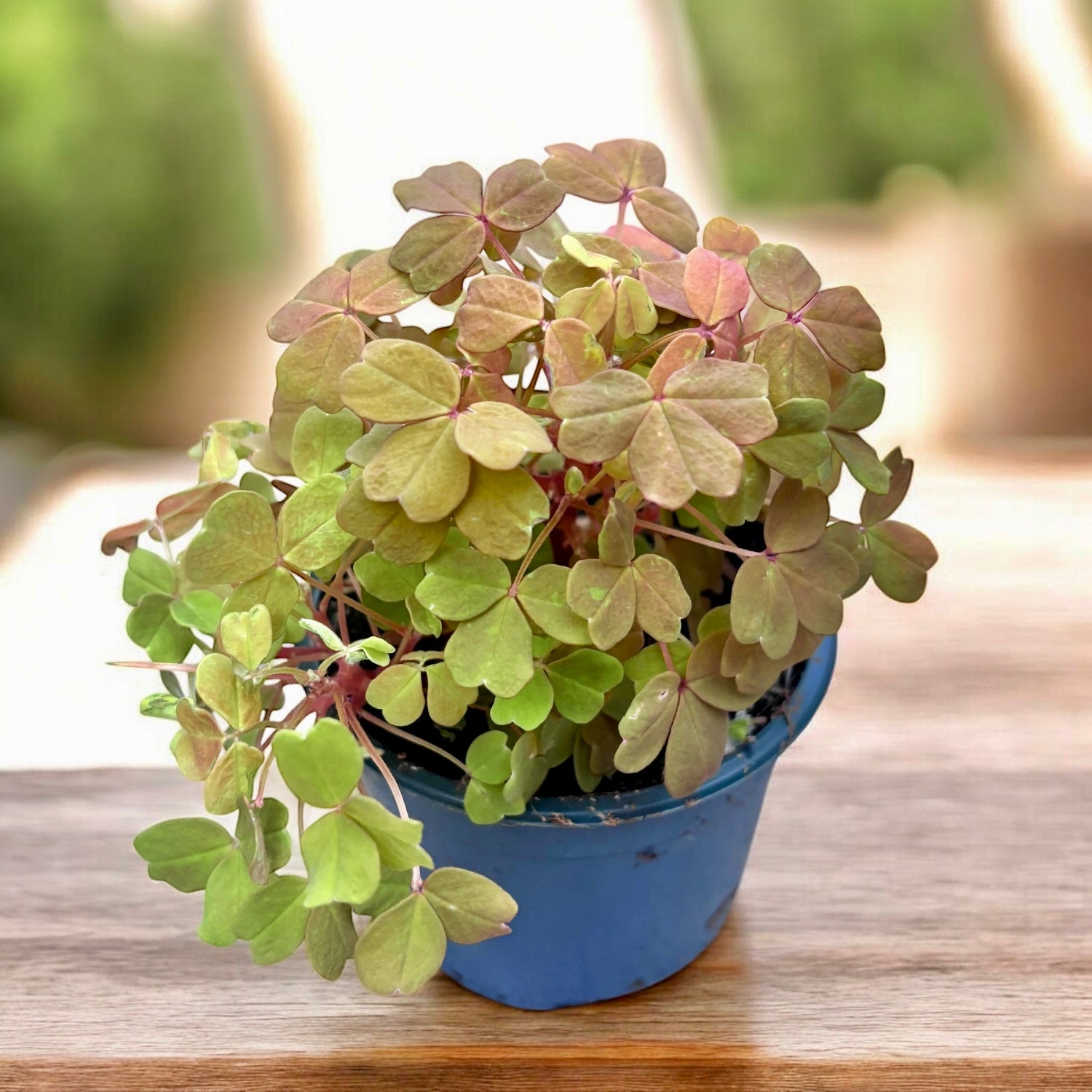 Oxalis 'Sunset Velvet' ('Gold') – Secret Garden Plant Shop