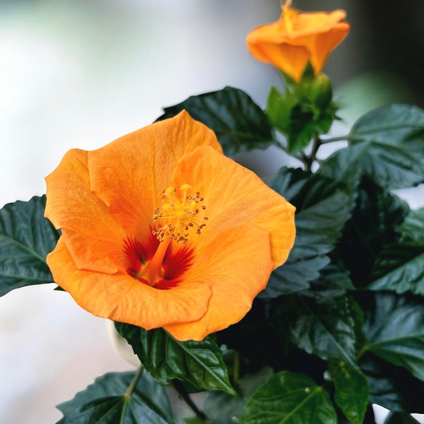 Hibiscus rosa-sinensis 'Bombay' – Secret Garden Plant Shop