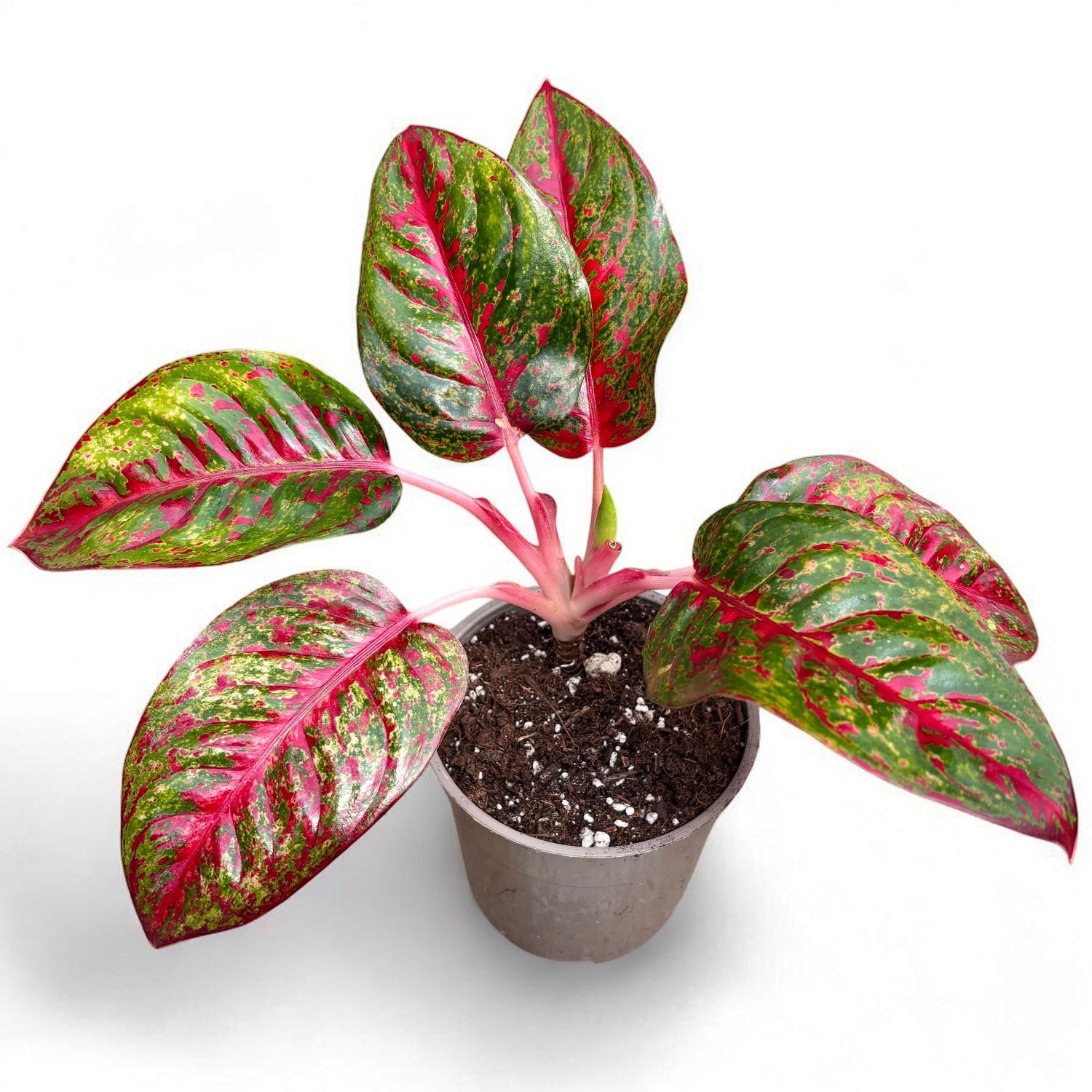 aglaonema red stardust Aglaonema 'Stardust' – Secret Garden Plant Shop