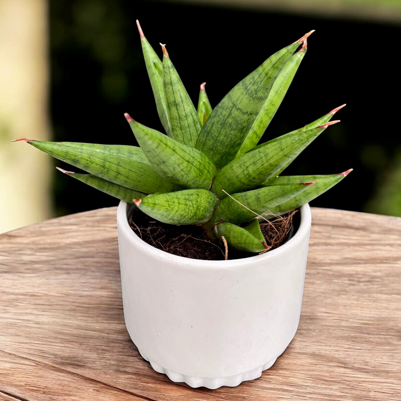 suculentas sansevieria Sansevieria Snow Lotus Crown – suculenta con hojas verdes, ideal para interiores – Secret Garden Plant Shop
