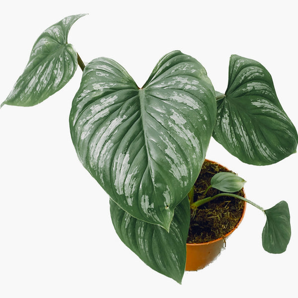 Philodendron mamei D12
