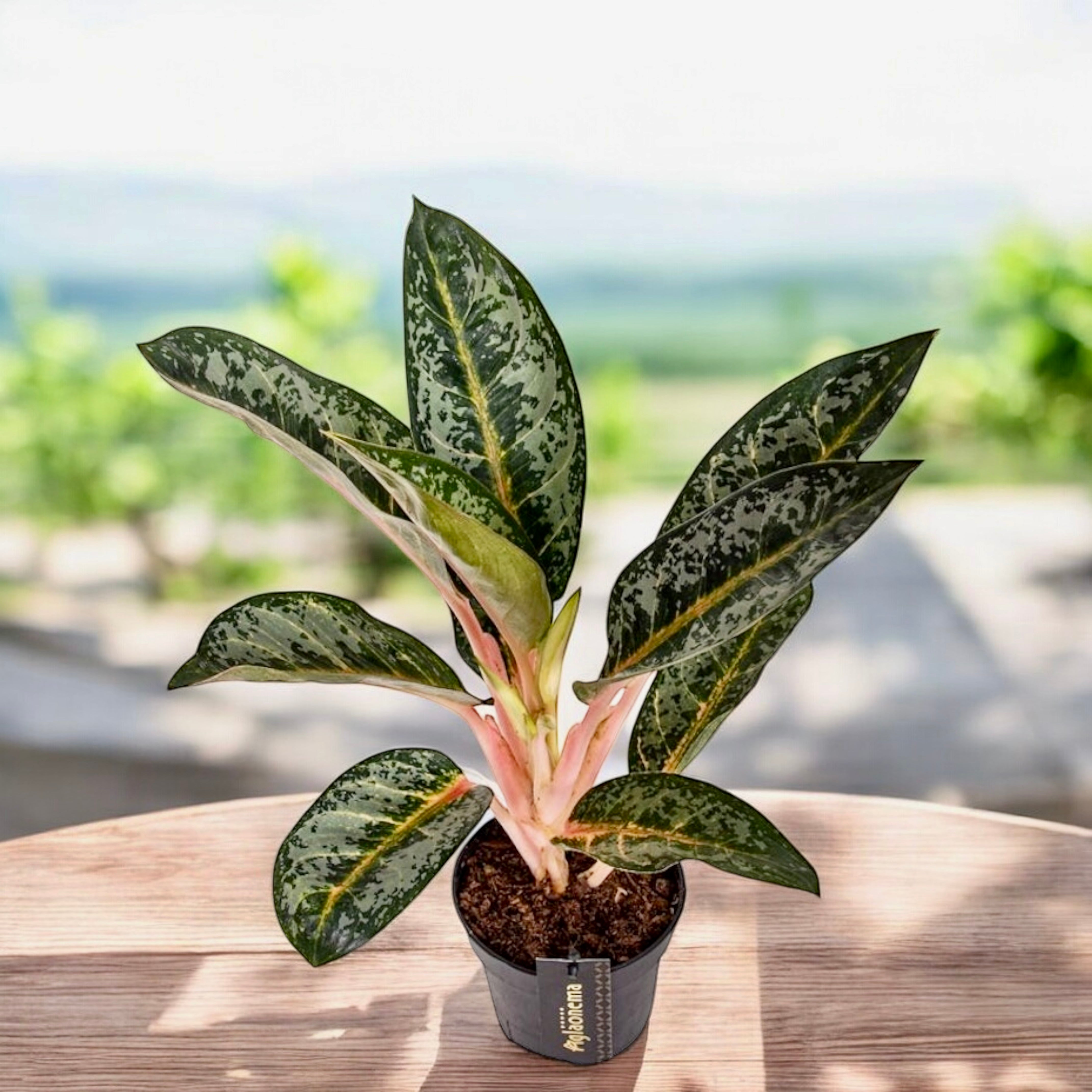 aglaonema colores Aglaonema 'Orange Flame' – explosión tropical de colores cálidos y vib – Secret Garden Plant Shop