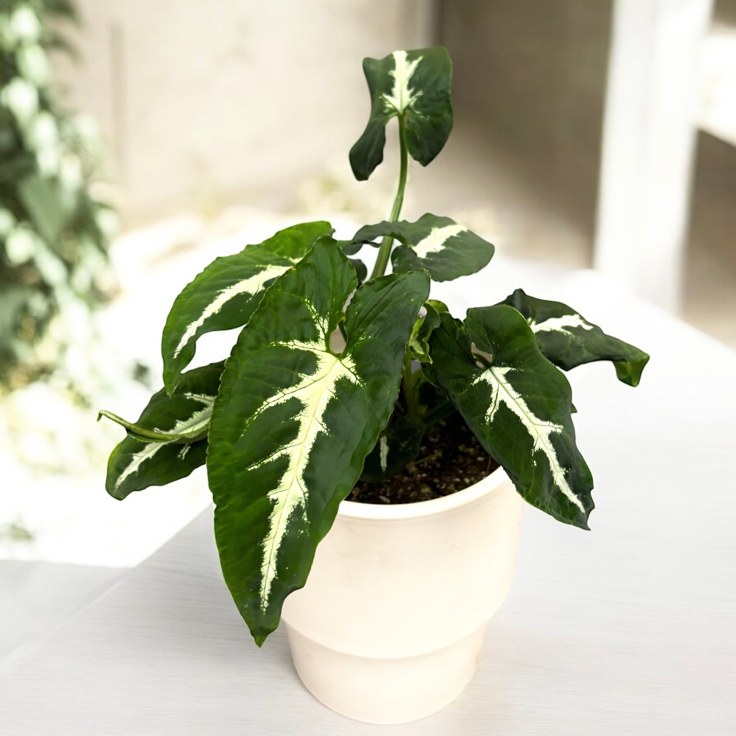 Syngonium wendlandii D12 – Secret Garden Plant Shop