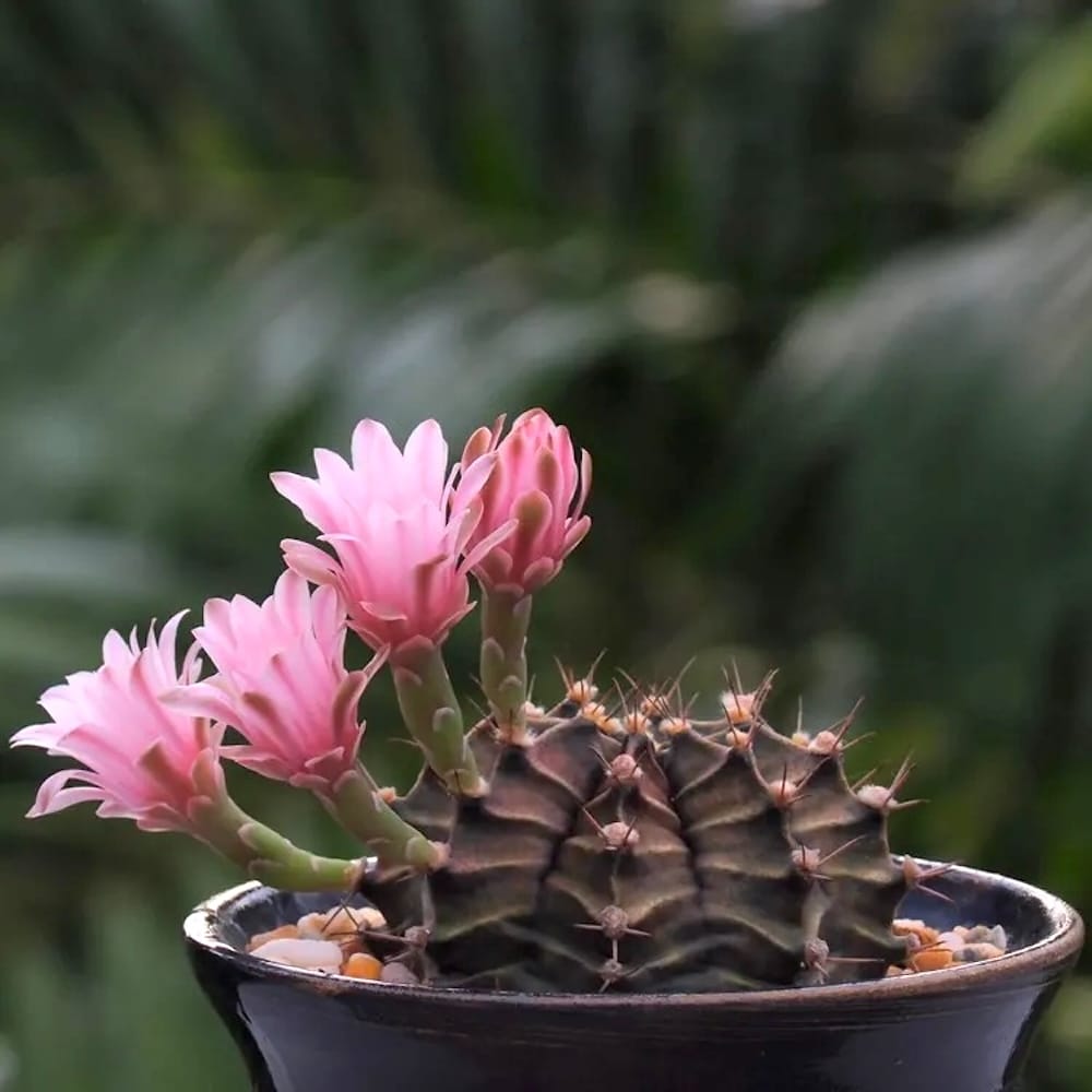 Gymnocalycium mihanovichii (Green) – Secret Garden Plant Shop
