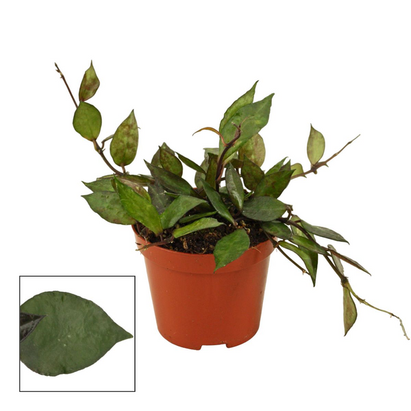 Hoya krohniana 'Black Leaves' D9 - 3+ plants/pot