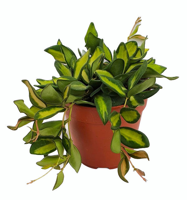 Hoya sp. aff. burtoniae 'Variegata' (Hoya sp. DS-70 variegata) - full pots!