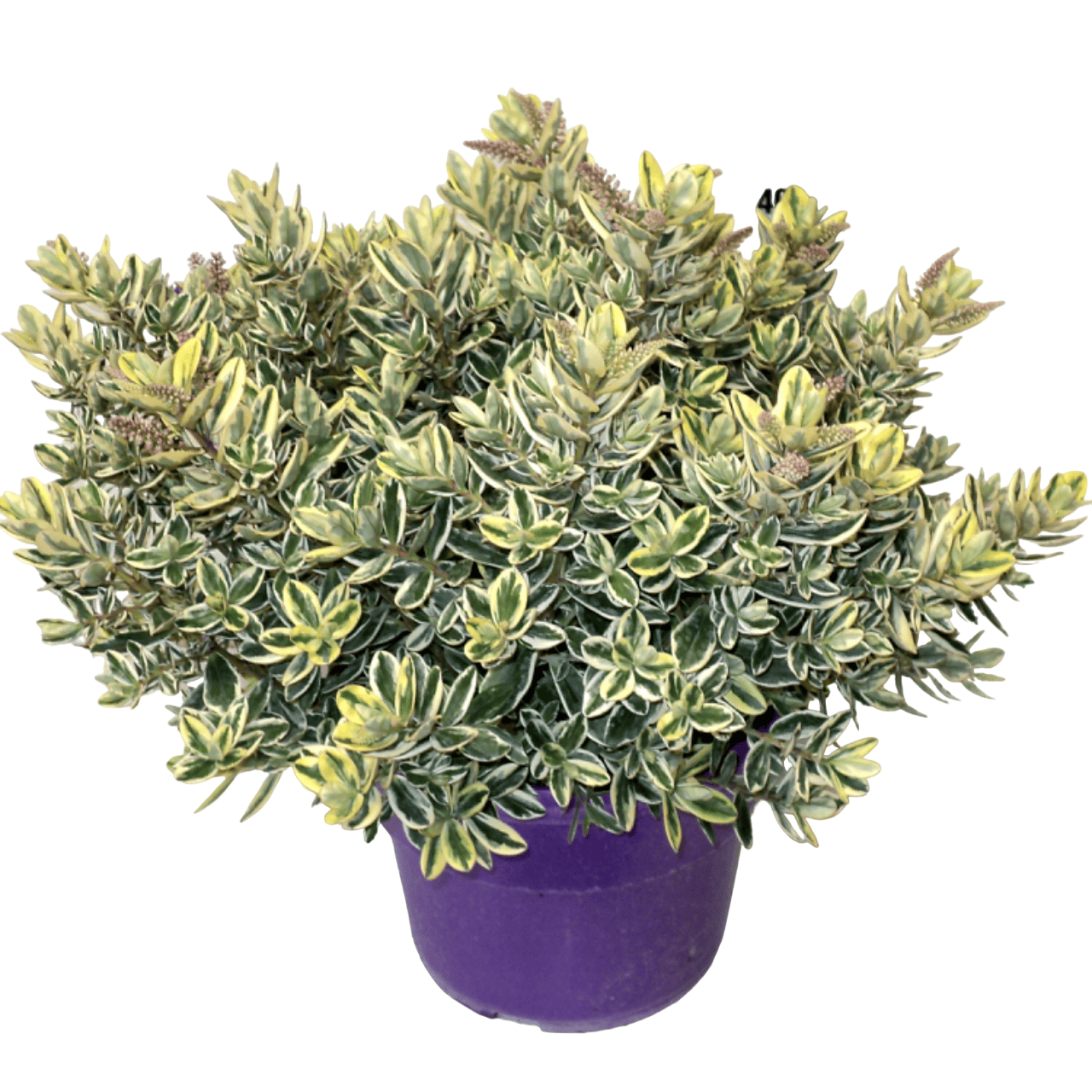 Hebe 'Andersonii Variegata' - Pomul de aur (Evergreen)
