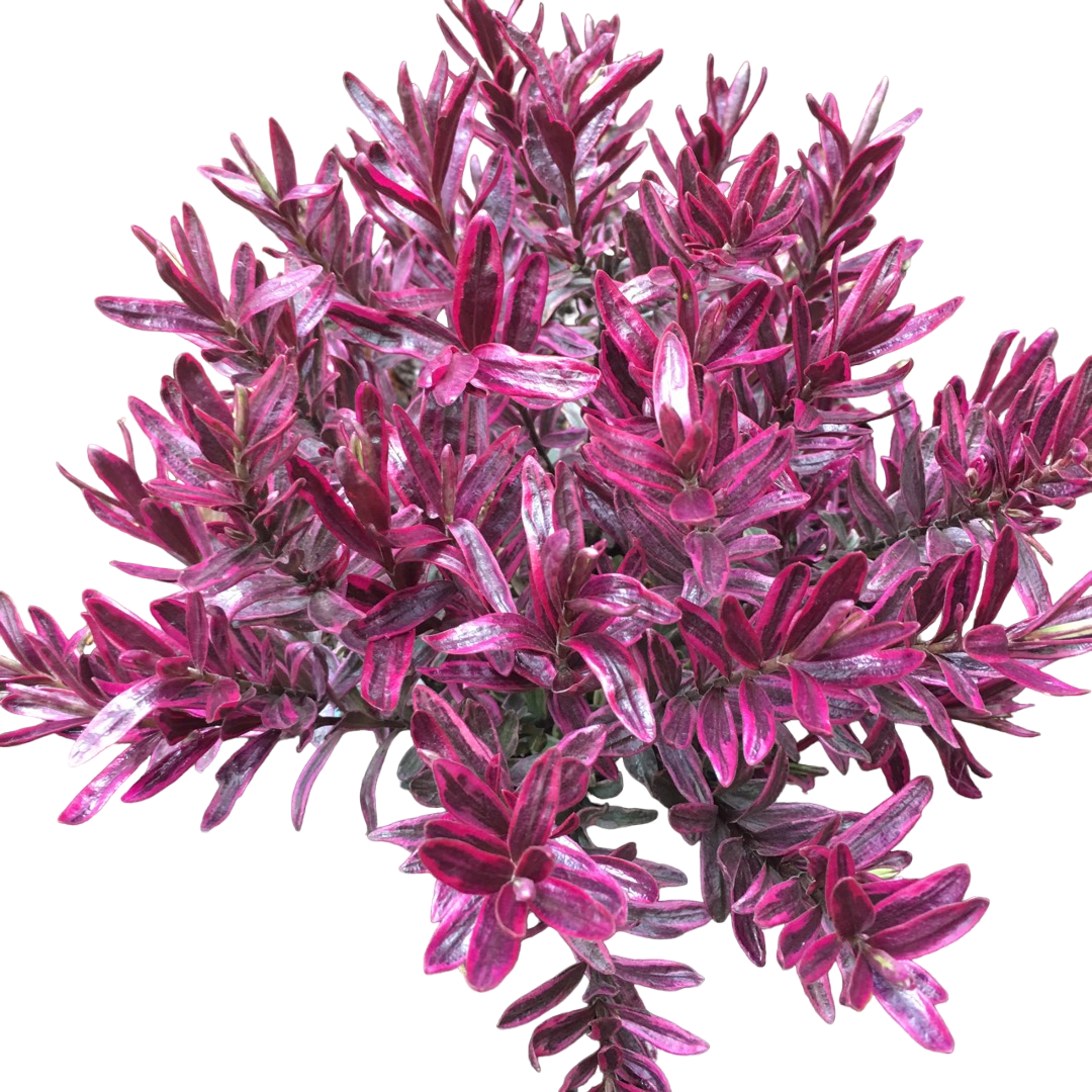 Hebe Magicolor 'Frozen Flame' (evergreen) – Secret Garden Plant Shop