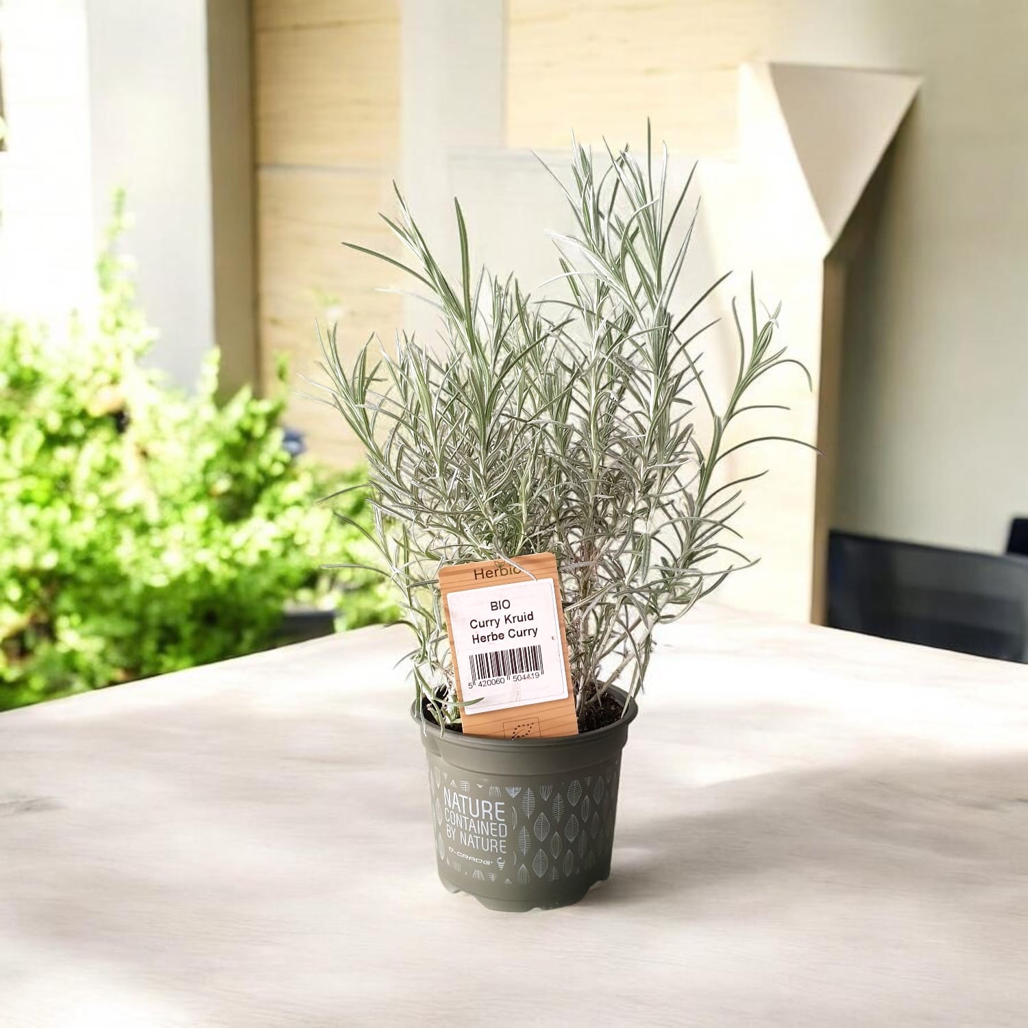 Helichrysum italicum