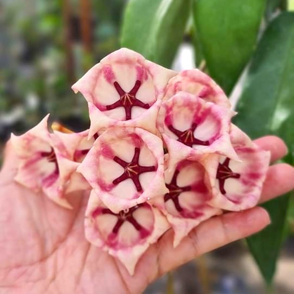 Hoya archboldiana variegata 約5~６cmカップ Hoya archboldiana - flori XL parfumate – Secret Garden Plant Shop