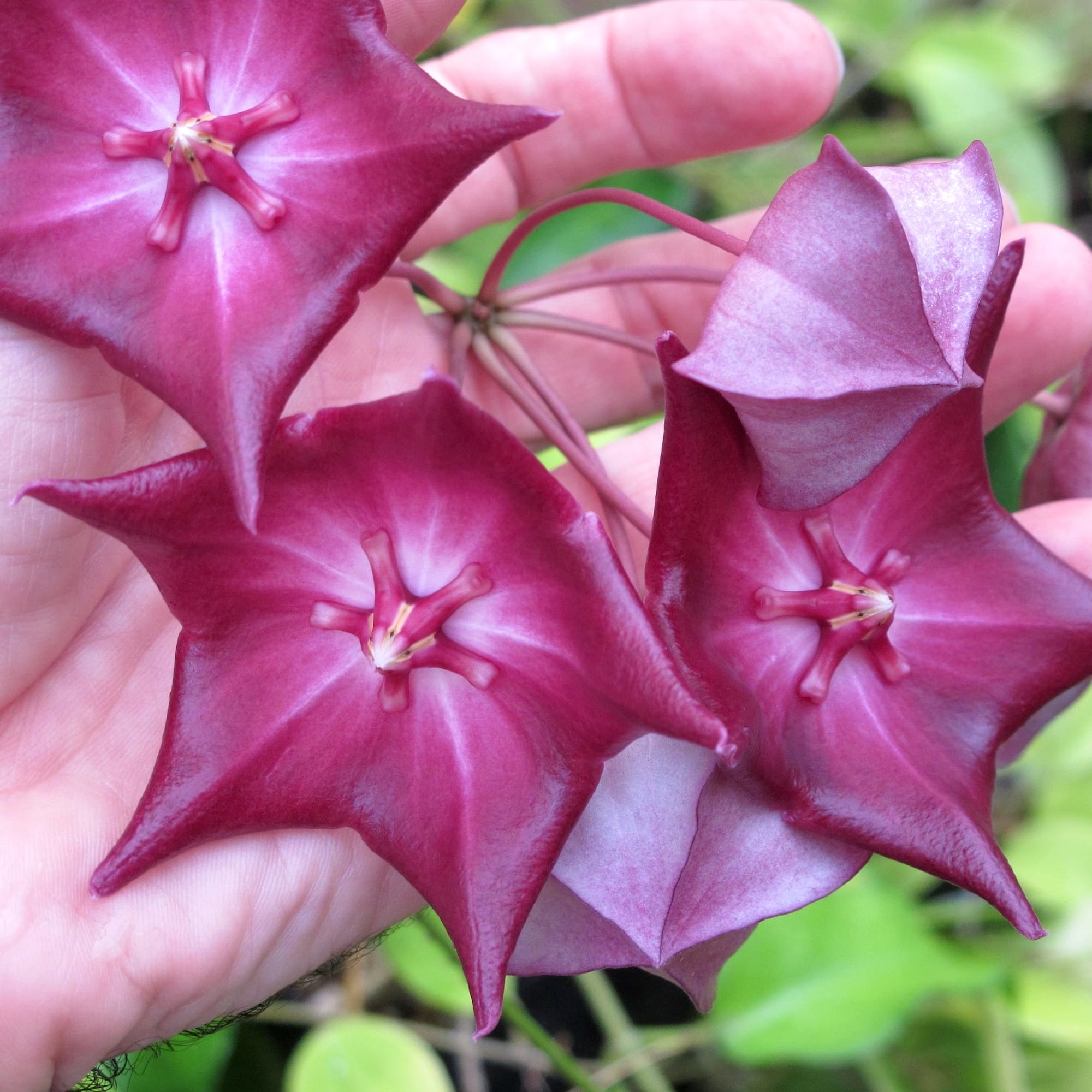 Hoya macgillivrayi (huge fragrant flowers) – Floraria Secret Garden (SG)