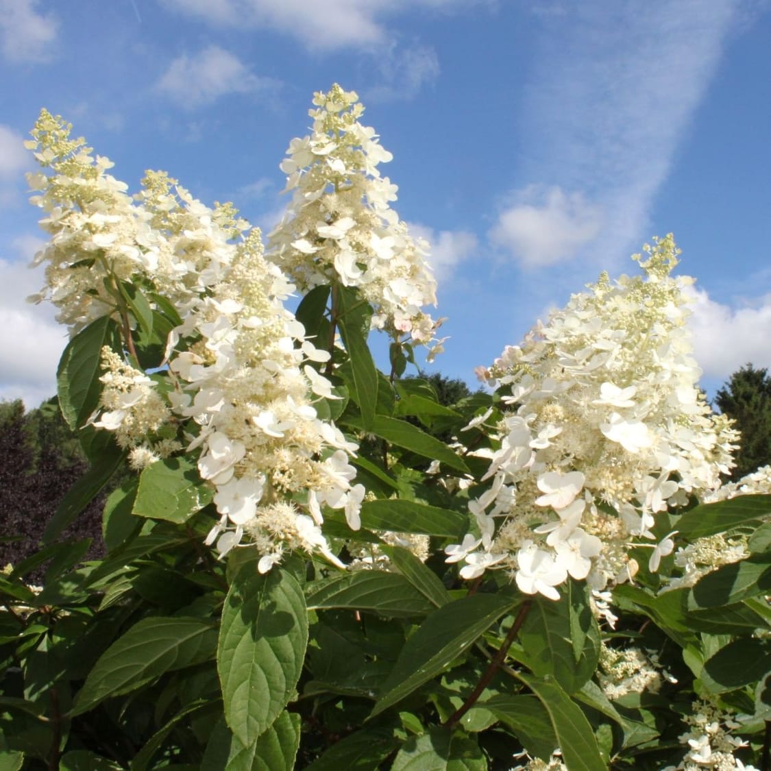 Grmolika hortenzija - Hydrangea paniculata 'Kyushu' – Secret