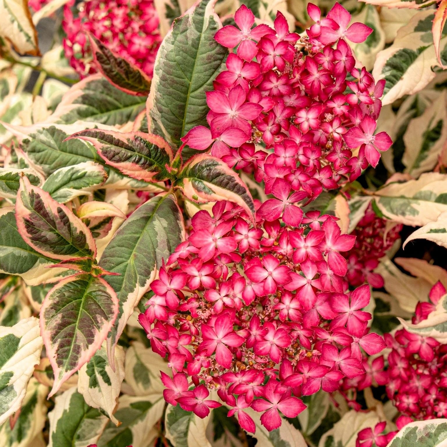 Hortensie japoneza variegata