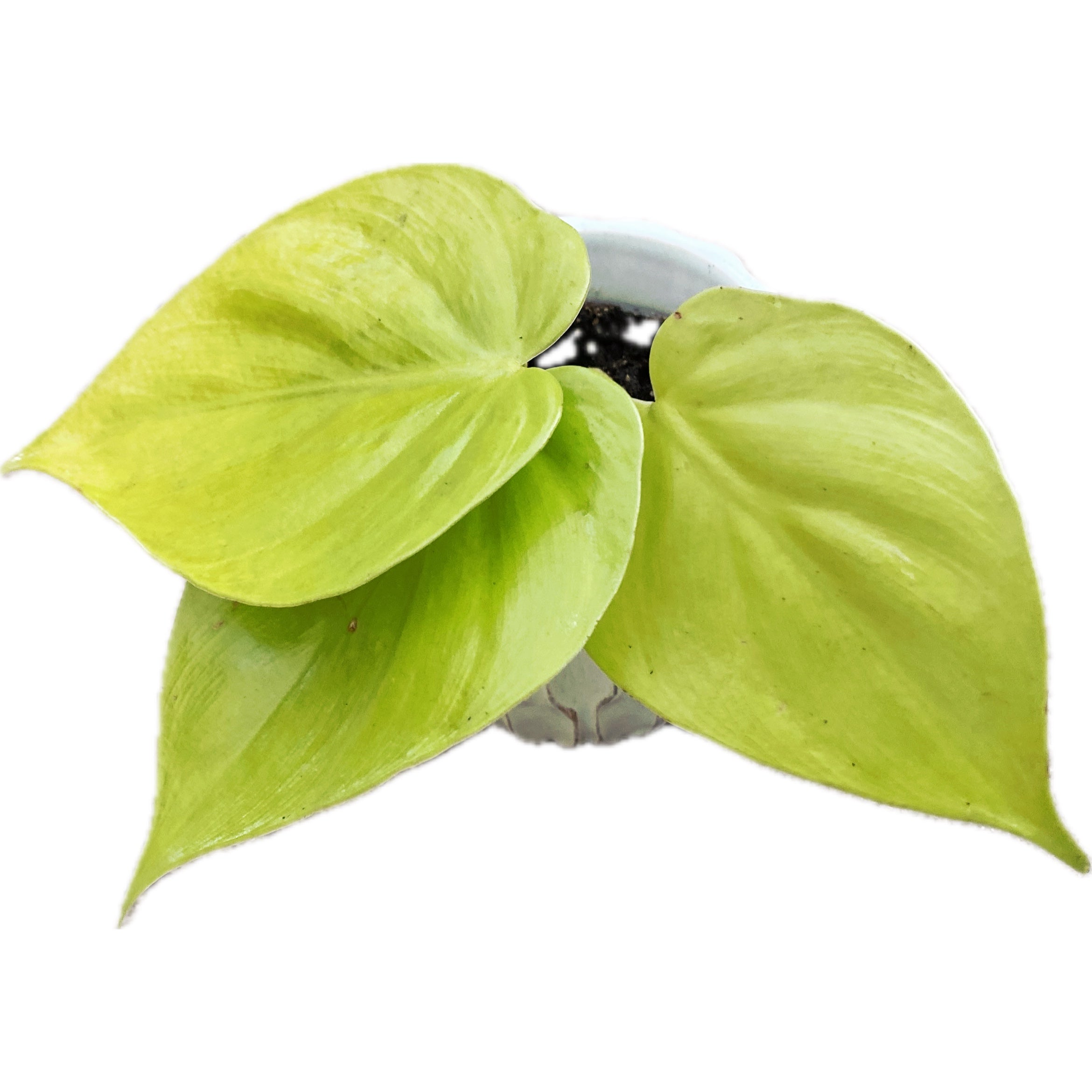 philodendron scandens micans lime Philodendron scandens 'Micans Lime' *jeune plante – Secret Garden Plant Shop