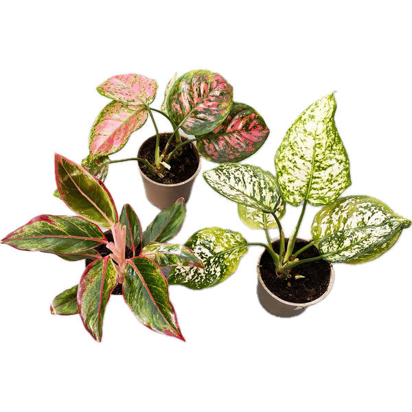 Aglaonema mix D12 (plants with defects)