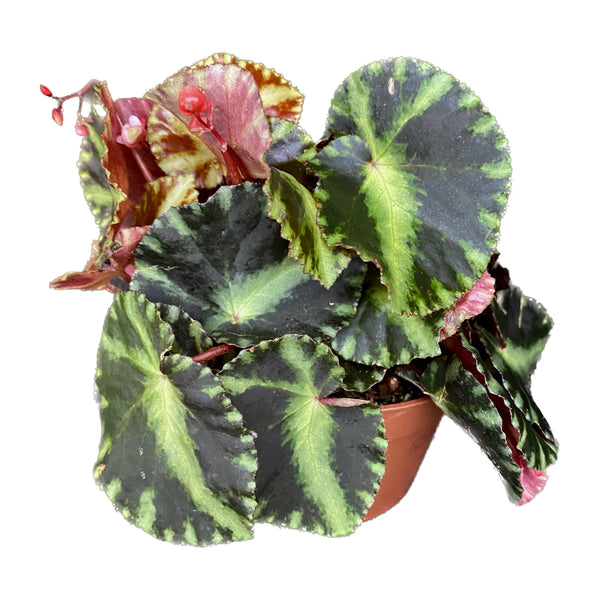 Begonia 'Cleopatra'