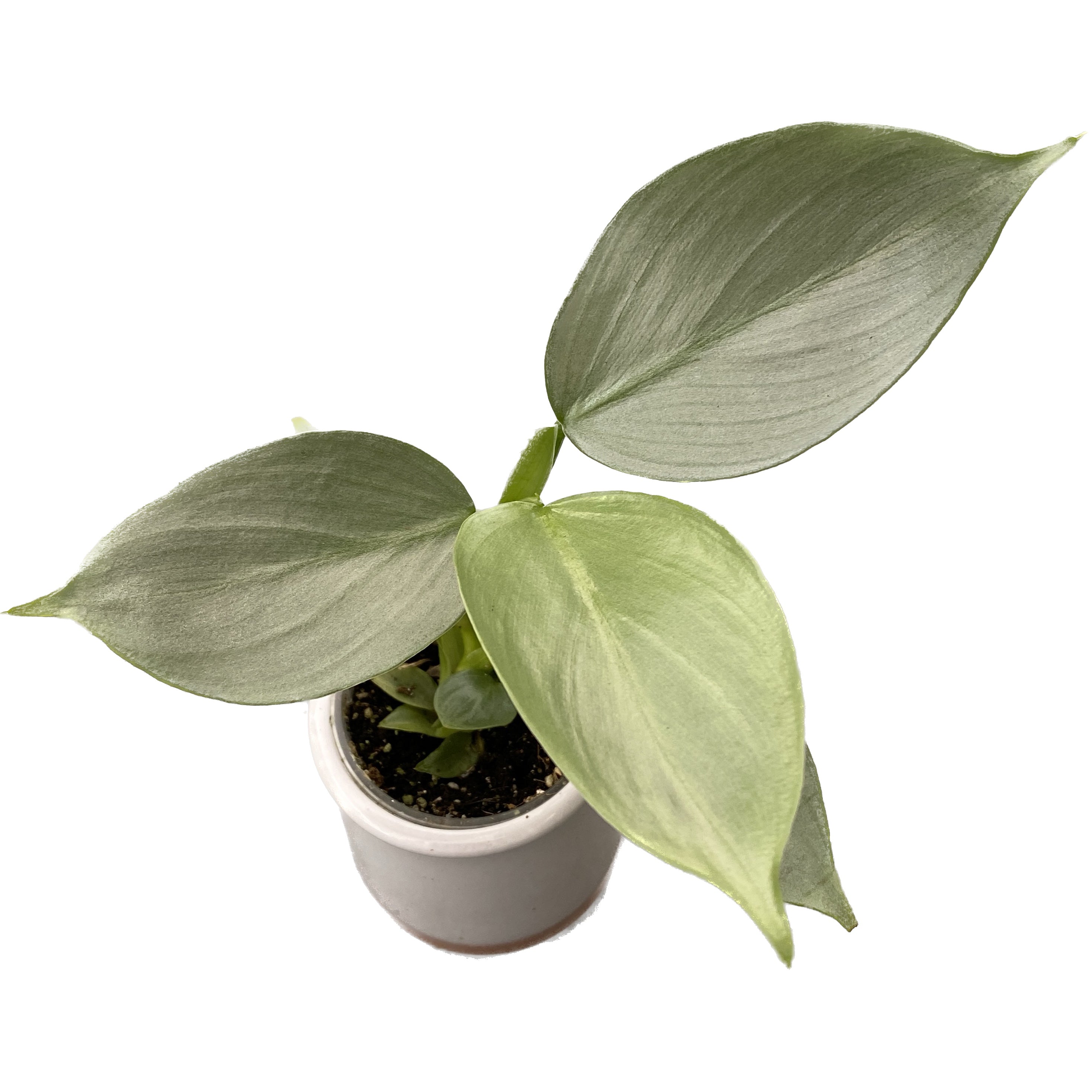 philodendron silver dust Philodendron Hastatum 'Silver Dust' *roślinka młoda – Secret Garden Plant Shop