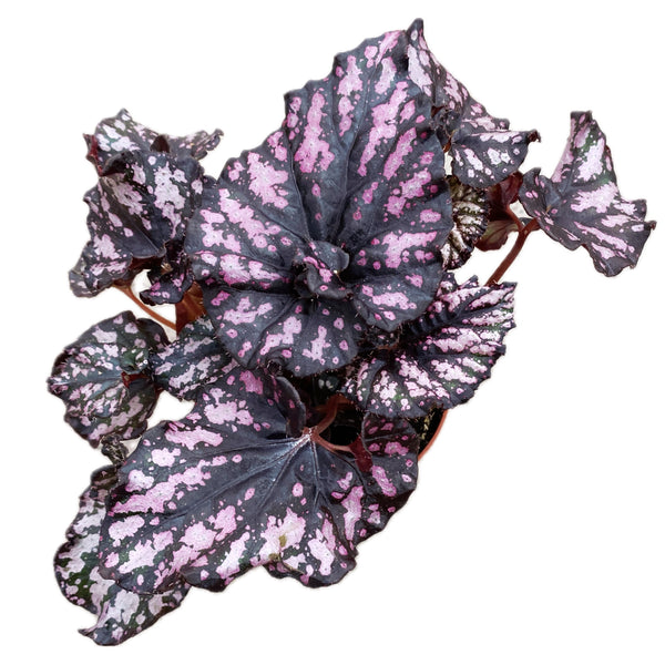 Begonia Magic Colors 'Cumbia' D8