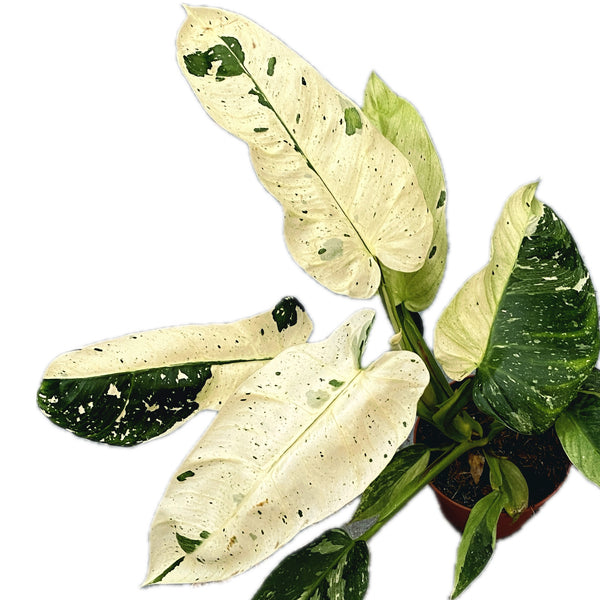 Philodendron Jose Buono (strong variegation)