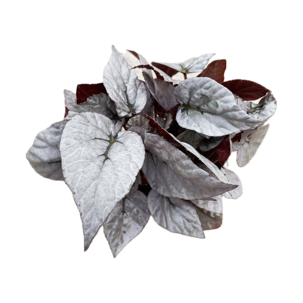 Begonia Magic Colors 'Silver Limbo' D8