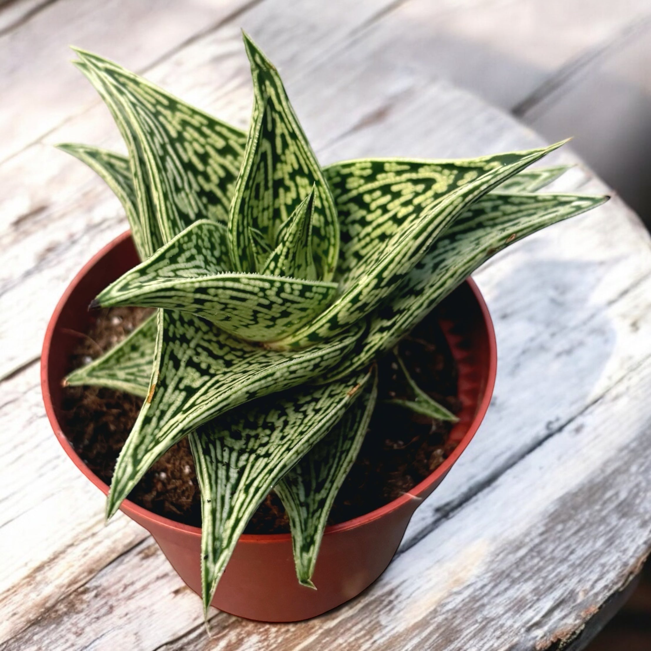 Aloe variegata 'Tribal'  Secret Garden Plant Shop