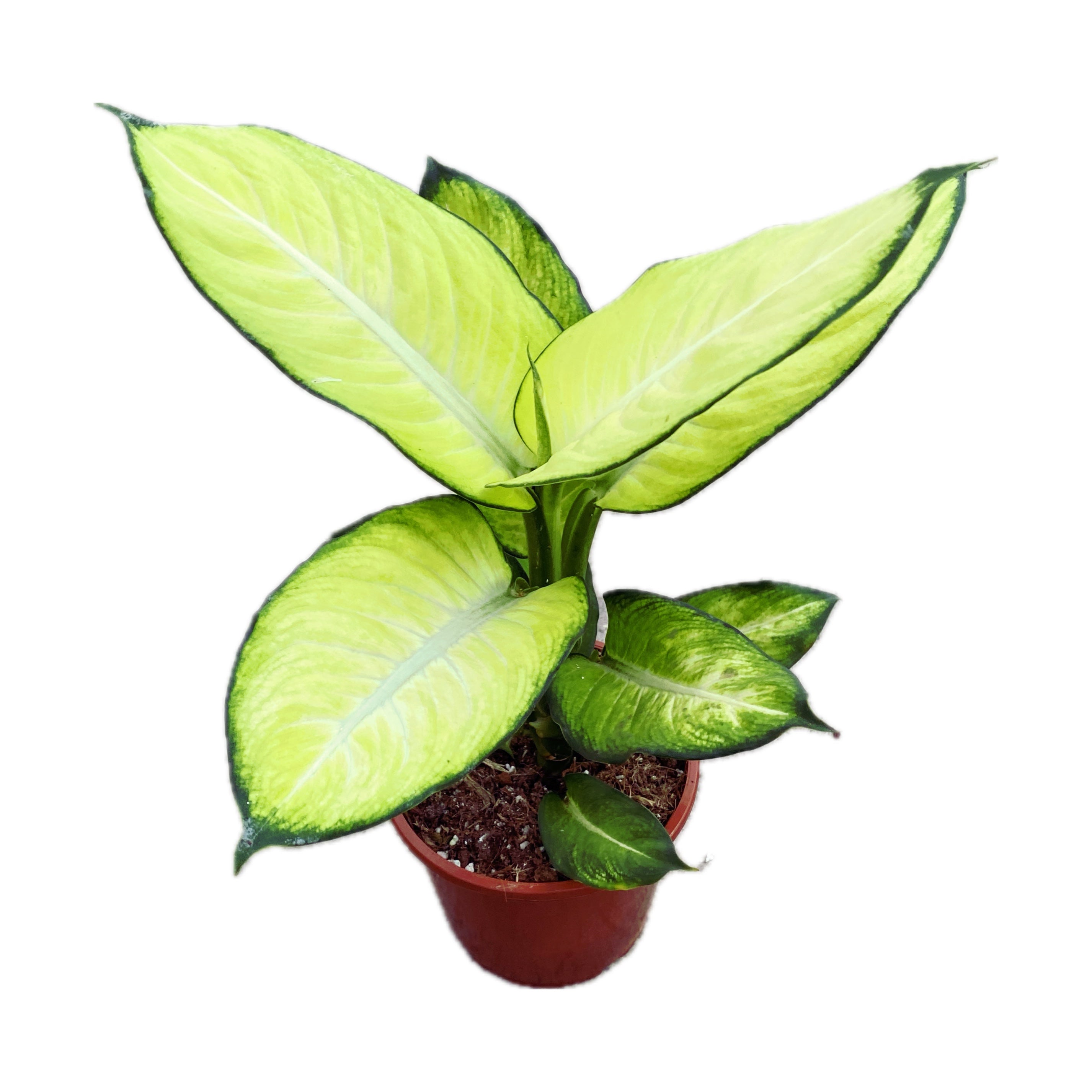 dieffenbachia in southern feng shui Dieffenbachia 'Summer Style' – tropical elegance in green and cream – Secret Garden Plant Shop
