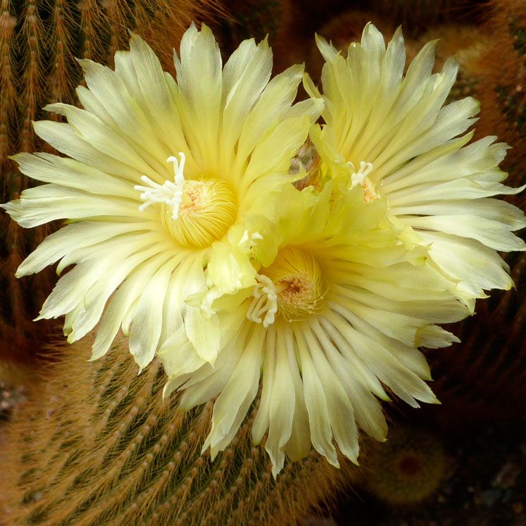 Notocactus leninghausii (Parodia leninghausi) – Secret Garden