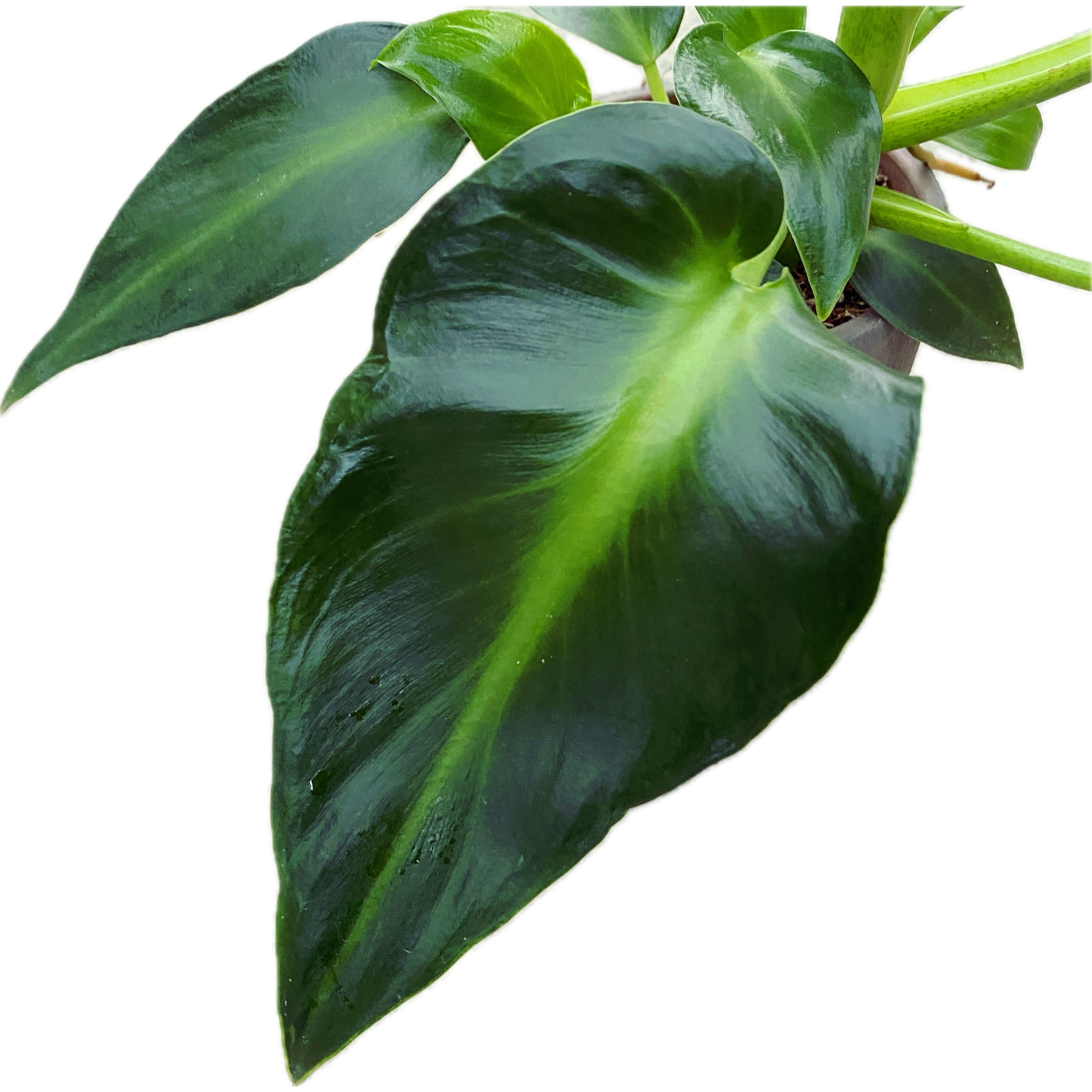 filodendron philodendron rugosum Philodendron Rugosum Aberrant Forma – Secret Garden Plant Shop
