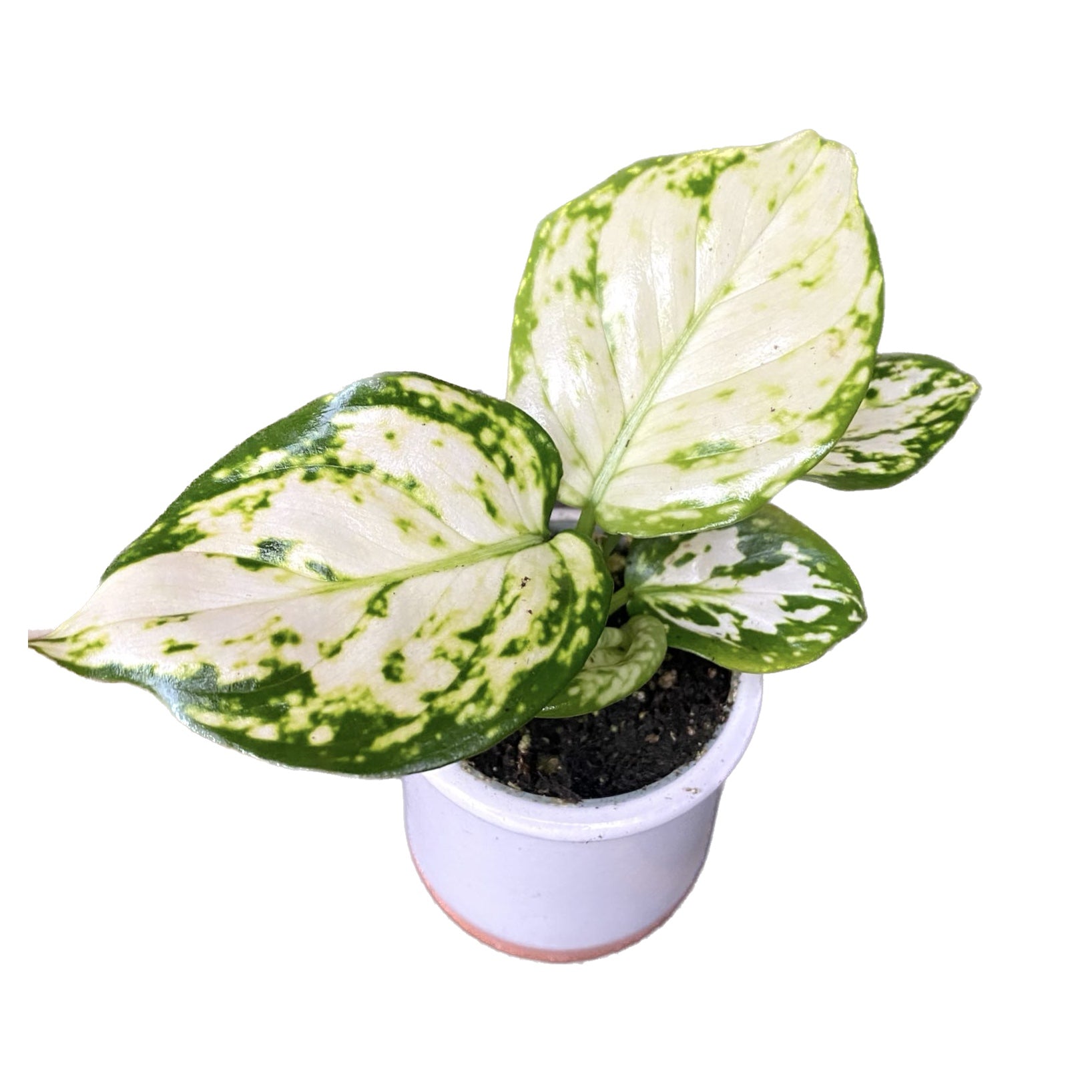 aglaonema green with white spots Aglaonema White Spot (Hópehely) *babánövény – Secret Garden Plant Shop