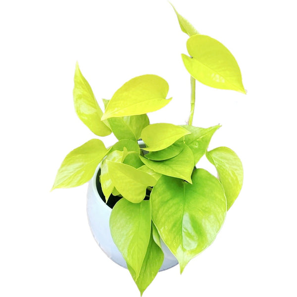 Epipremnum aureum 'Neon' (Neon Pothos) 3-4 plante/ghiveci