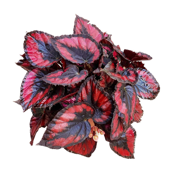 Begonia Magic Colors 'Red Kiss'