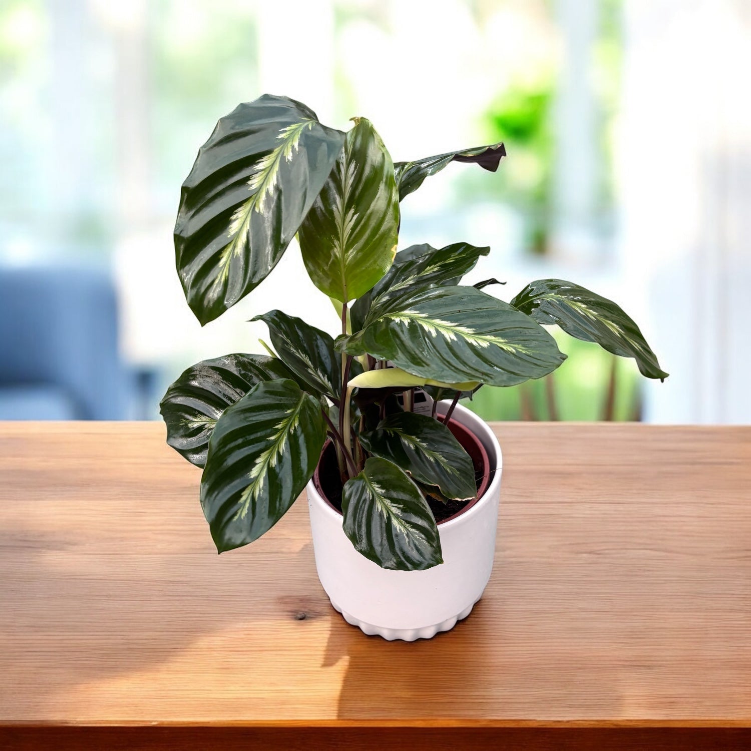 Calathea 'Maui Queen'