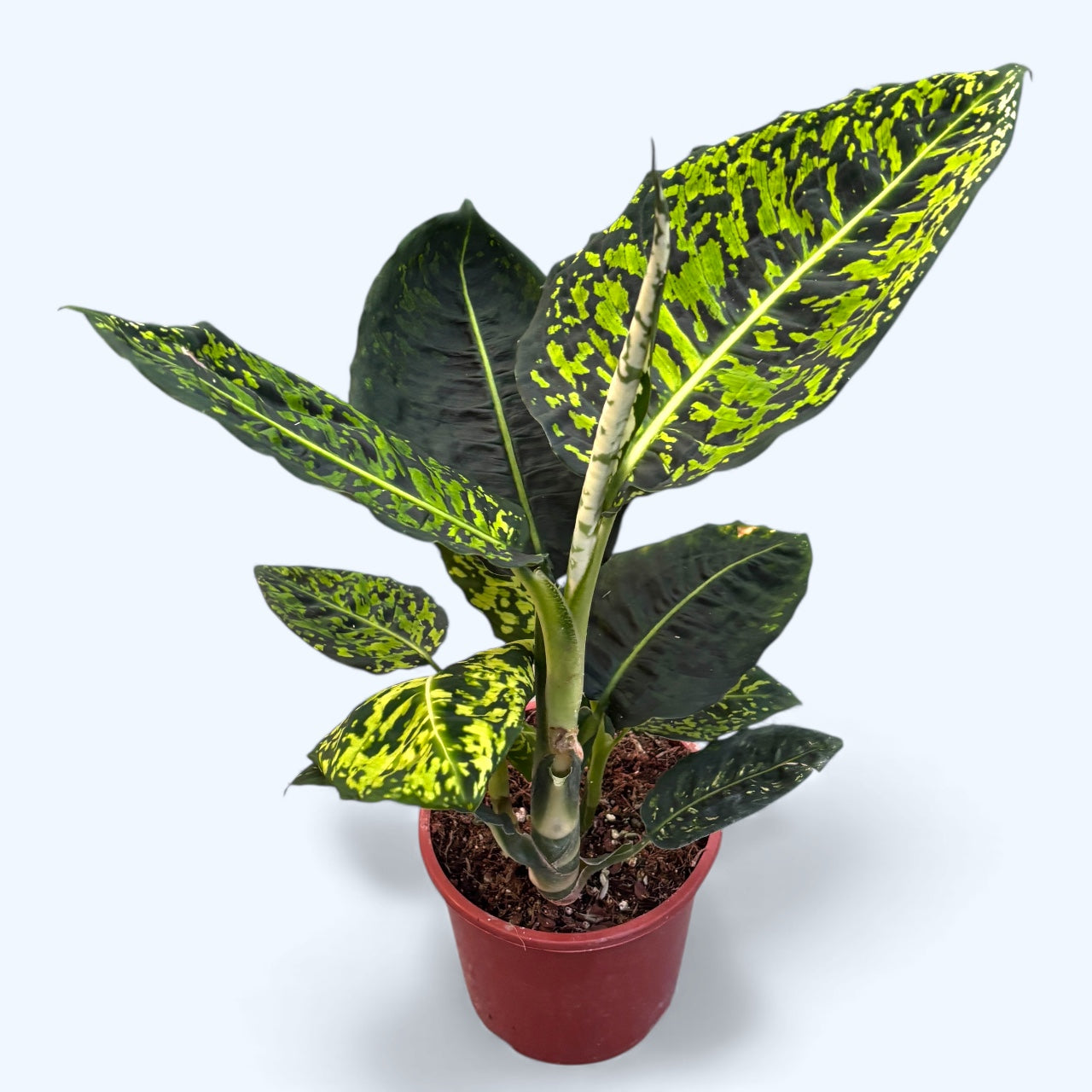 zimmerpflanzen nach feng shui Dieffenbachia Reflector (Feng Shui Pflanze) – Secret Garden Plant Shop
