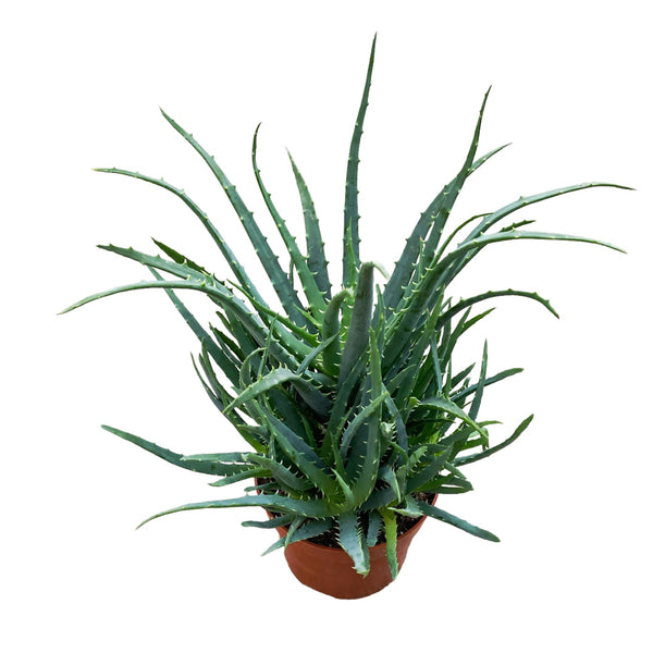 Aloe arborescens bush (Healing plant) D12