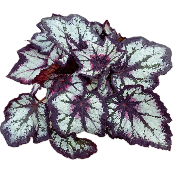 Begonia Bewitched Night Owl