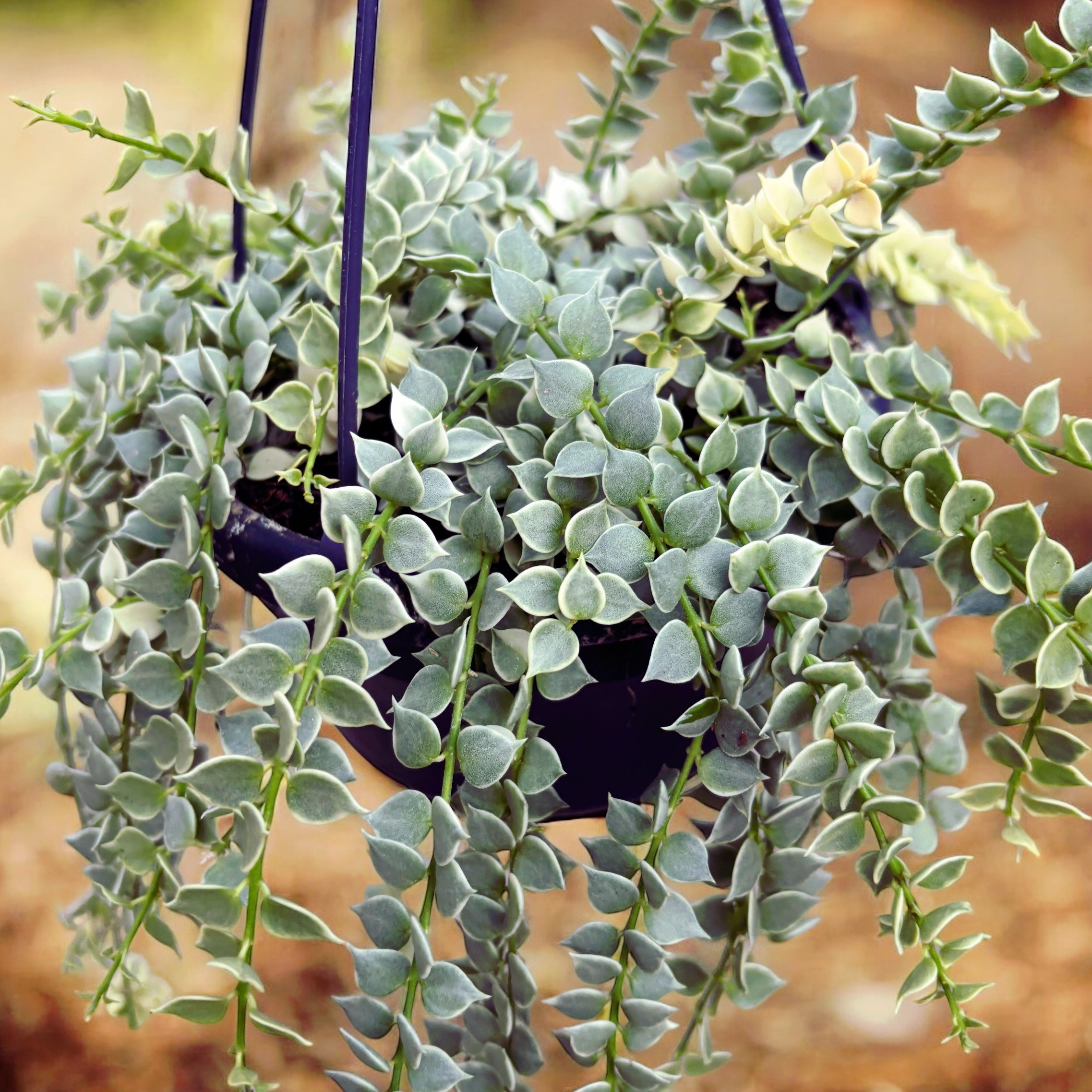 Dischidia ruscifolia 'Variegata' (Millionen Herzen Pflanze)