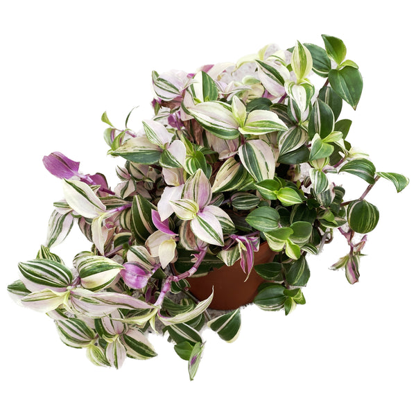 Tradescantia fluminensis 'Quadricolor' (4-5 plants/pot)