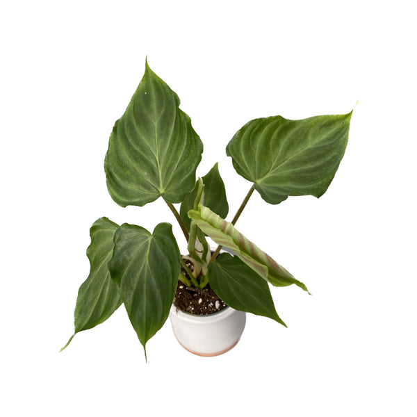 Philodendron Verrucosum Incensi *babyplant